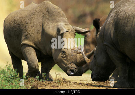 Le rhinocéros blanc (Ceratotherium simum) Banque D'Images
