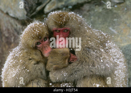 Macaque japonais (Macaca fuscata) Banque D'Images