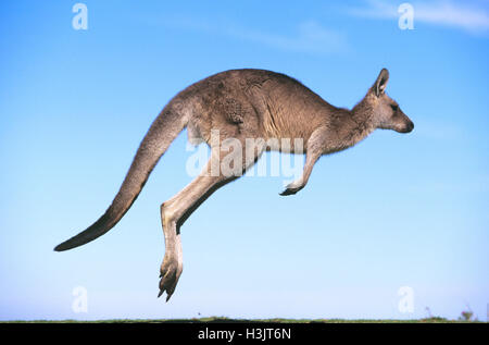 Le kangourou gris (Macropus giganteus) Banque D'Images