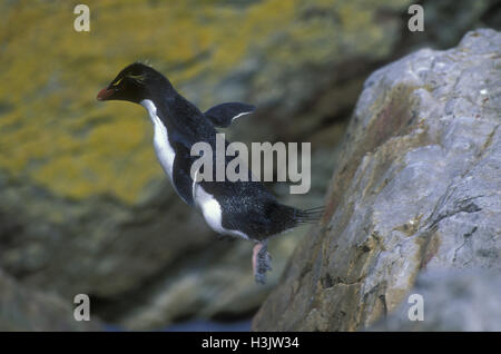 Le sud Rockhopper Penguin (Eudyptes chrysocome) Banque D'Images