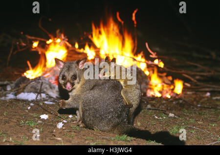 Common brushtail possum (Trichosurus vulpecula) Banque D'Images