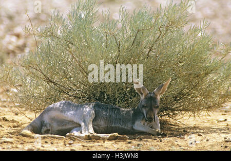 Kangourou rouge (Macropus rufus) Banque D'Images