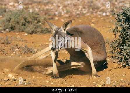 Kangourou rouge (Macropus rufus) Banque D'Images