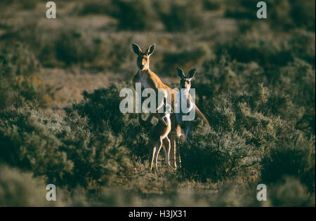 Kangourou rouge (Macropus rufus) Banque D'Images