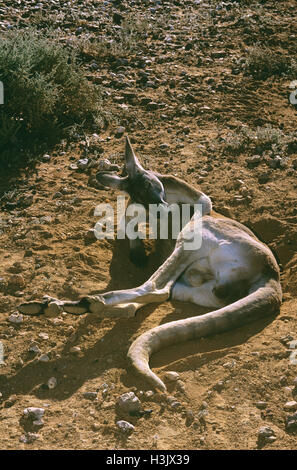 Kangourou rouge (Macropus rufus) Banque D'Images