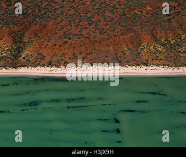 Lit d'herbes marines près du rivage dans Herald Bight, un habitat de Dugong (Dugong dugon) Banque D'Images