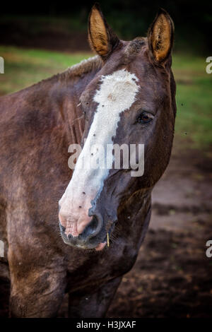 Portrait de beau cheval brun Banque D'Images