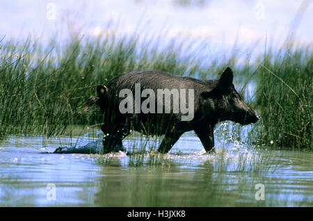 Le sanglier (Sus scrofa) Banque D'Images