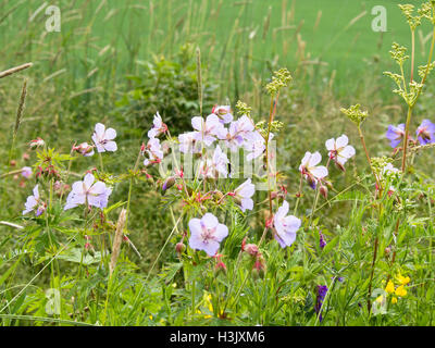 Champ d'été dominé par la prairie Géranium pratense, crane's-bill ou prairie géranium, Ostensjovannet nature réserver Oslo Norvège Banque D'Images