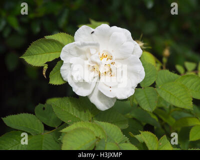 Single white rose ancienne fleur en pleine floraison avec des feuilles vertes Banque D'Images