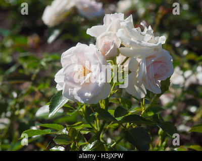 Blanc, rose pâle, rose bush aspirine Rose Tantau 1997 , fermer jusqu'à l'idyllique jardin de roses à Frognerparken Oslo Norvège Banque D'Images