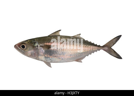 Le poisson frais sur fond blanc Banque D'Images