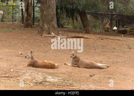 Grand mâle 2 kangourous australiens en appui sur le sol à un refuge pour animaux Banque D'Images