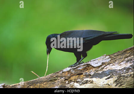 New Caledonian crow (Corvus moneduloides) Banque D'Images