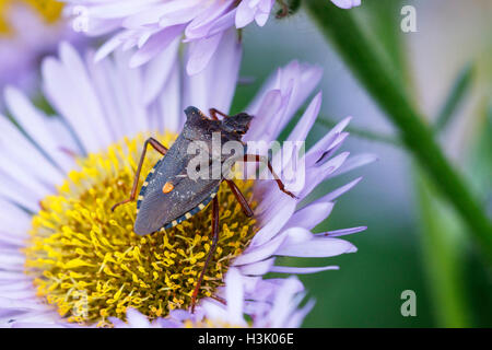 Red-legged (Pentatoma rufipes) Shieldbug forêt adulte sur station Daisy flower Banque D'Images