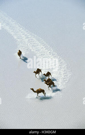 Le Dromadaire (Camelus dromedarius) Banque D'Images