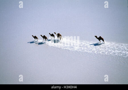 Le Dromadaire (Camelus dromedarius) Banque D'Images