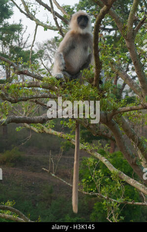 Langurs Hanuman ou langurs gris Banque D'Images