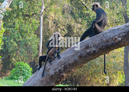 Nilgiri langur Banque D'Images