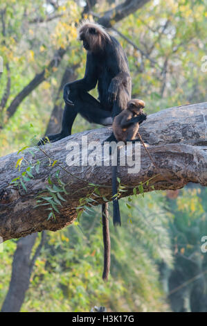 Nilgiri langur Banque D'Images