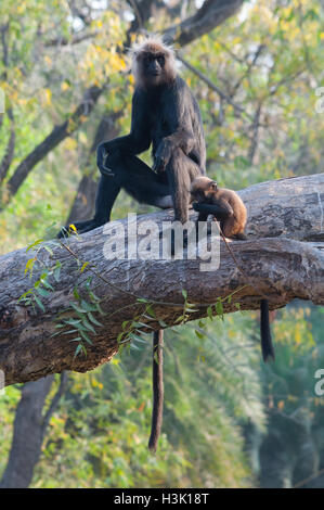 Nilgiri langur Banque D'Images