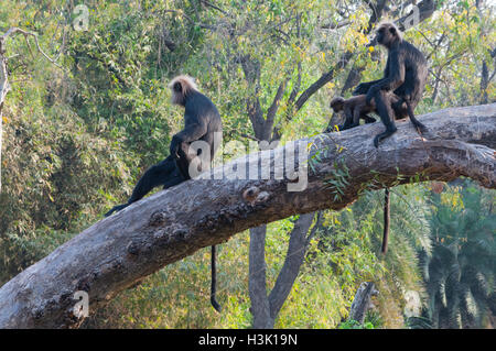 Nilgiri langur Banque D'Images