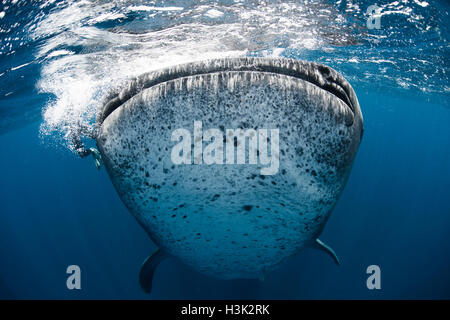 Requin-baleine (Rhincodon typus) verticalement dans l'eau d'alimentation, de l'Île Contoy, Mexique Banque D'Images