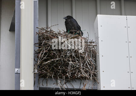 Le grand corbeau grand nid construit dans un immeuble commercial en Islande Banque D'Images