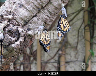 Une paire de beaux Danaus plexippus accrochée à un arbre Banque D'Images
