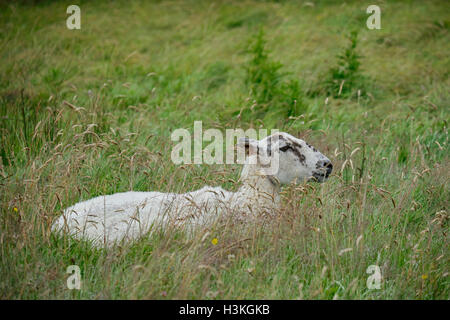 Mouton de repos, brebis, dans la longue herbe d'un pré près du parc national de South Downs, Sussex, Angleterre, Royaume-Uni. Banque D'Images