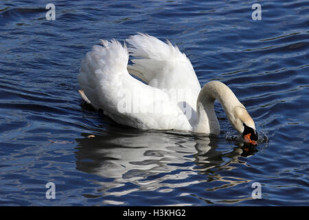 Un bouton mute swan (Cygnus olor) se nourrissant d'un lac bleu Banque D'Images