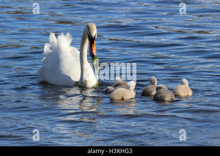 Un bouton mute swan (Cygnus olor) en relevant les mauvaises herbes étang pour nourrir sa cygnets Banque D'Images