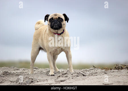 Un chien pug debout sur le sable profiter d'une journée sur la plage Banque D'Images