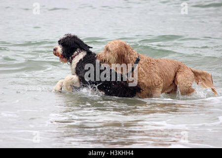 Deux chiens jouant un jeu avec une balle dans l'océan Banque D'Images