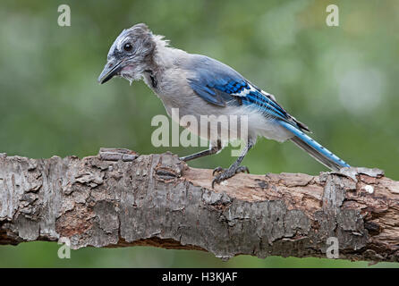 East Blue Jay Cyanocitta cristata, motting, E USA, par Skip Moody/Dembinsky photo Assoc Banque D'Images