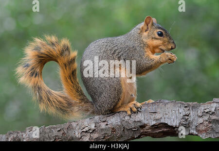 Fox est l'Écureuil roux (Sciurus niger) de manger des noix, Automne, E Amérique du Nord Banque D'Images