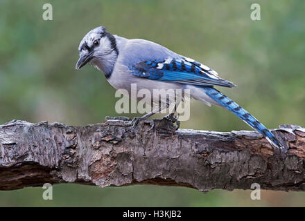 East Blue Jay Cyanocitta cristata, motting, E USA, par Skip Moody/Dembinsky photo Assoc Banque D'Images