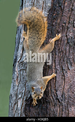 Fox est l'Écureuil roux (Sciurus niger) redescendez tronc de l'arbre, l'Est de l'USA Banque D'Images