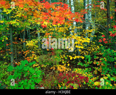 Couleurs d'automne au Banning State Park, forêt de feuillus de l'est, Minnesota, États-Unis, par Gary A Nelson/Dembinsky photo Assoc Banque D'Images