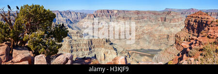 Les corbeaux noirs sur de vieux arbres de Juniper en vue panoramique de Grand Canyon Banque D'Images