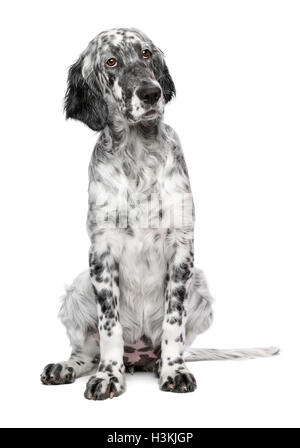 Cute 4 mois blue belton setter anglais chien chiot femelle Banque D'Images