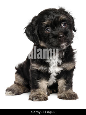 Cute assis noir et feu havanese puppy dog Banque D'Images