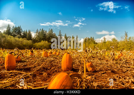 Citrouille série ferme -beau champ de citrouilles à Comox Valley avec fond de ciel bleu, l'île de Vancouver, Canada 6. Banque D'Images