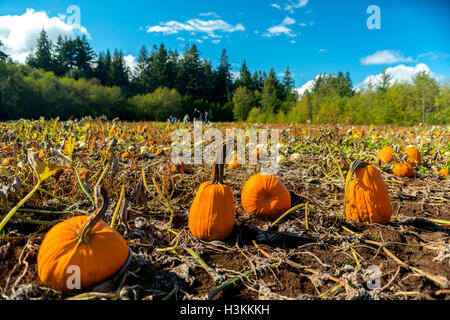 Citrouille série ferme -beau champ de citrouilles à Comox Valley avec fond de ciel bleu, l'île de Vancouver, Canada 5. Banque D'Images