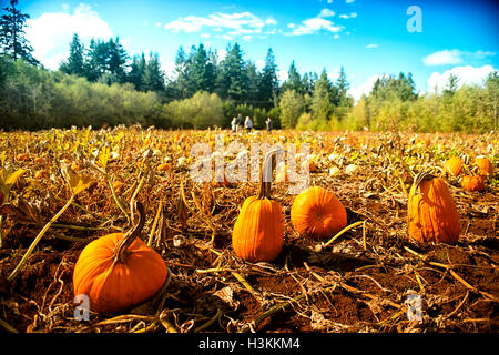 Citrouille série ferme -beau champ de citrouilles à Comox Valley avec fond de ciel bleu, l'île de Vancouver, Canada 3. Banque D'Images