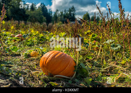 Citrouille série ferme -beau champ de citrouilles à Comox Valley avec fond de ciel bleu, l'île de Vancouver, Canada 1 Banque D'Images