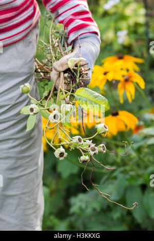 Les morts de compensation jardinier fleurs du jardin Banque D'Images