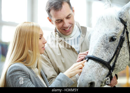 Cheval mignon Banque D'Images