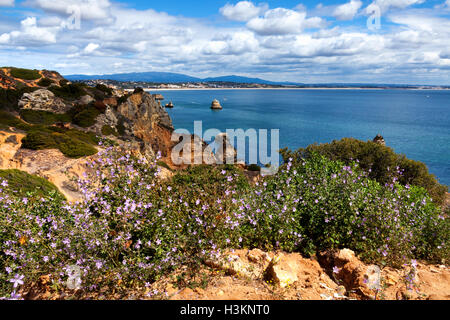 Côte Algarve avec des fleurs au printemps. Le Portugal, près de Lagos Banque D'Images