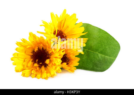 Fleurs de souci ou Calendula fleur sur gros plan blanc. Calendula officinalis. Banque D'Images